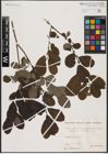 Foto von Salix aurita L.